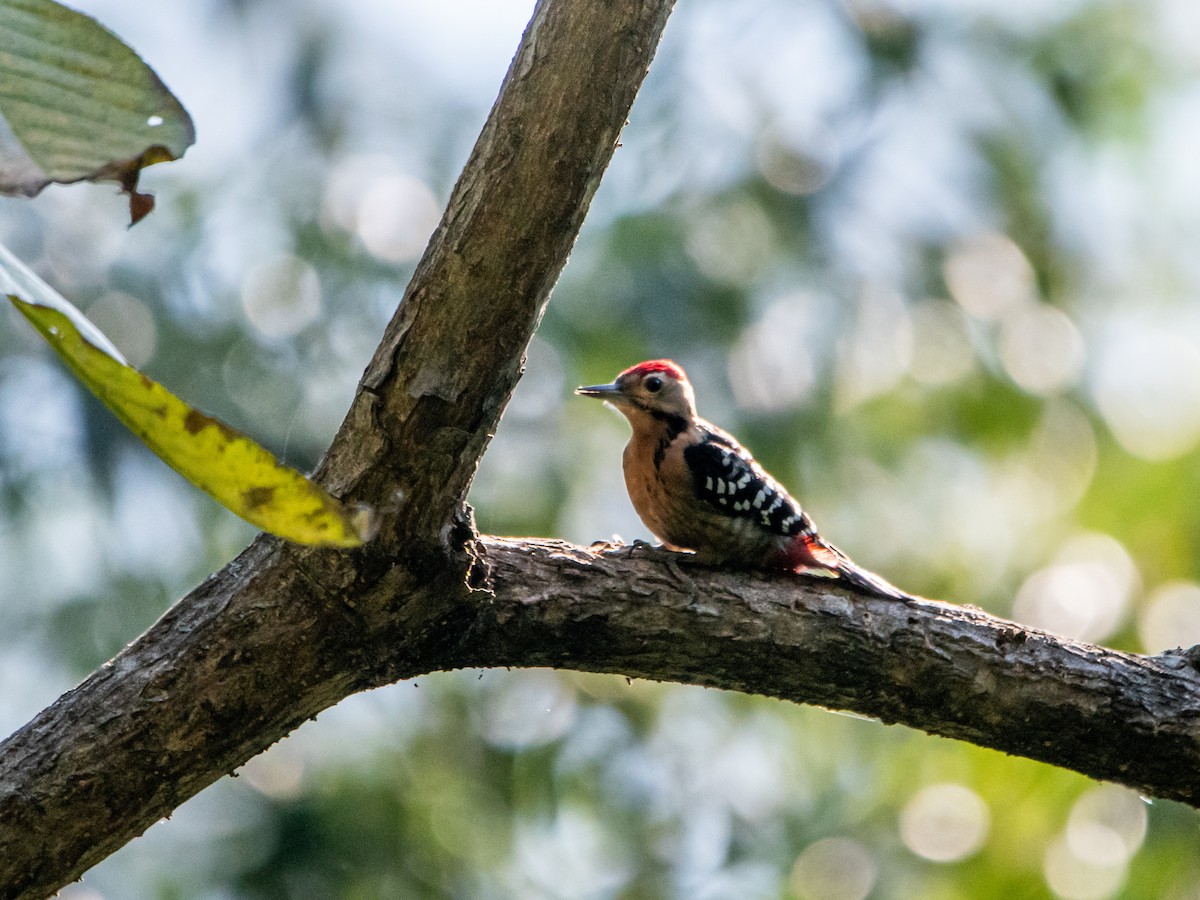 strakapoud pruhobřichý - ML645259504