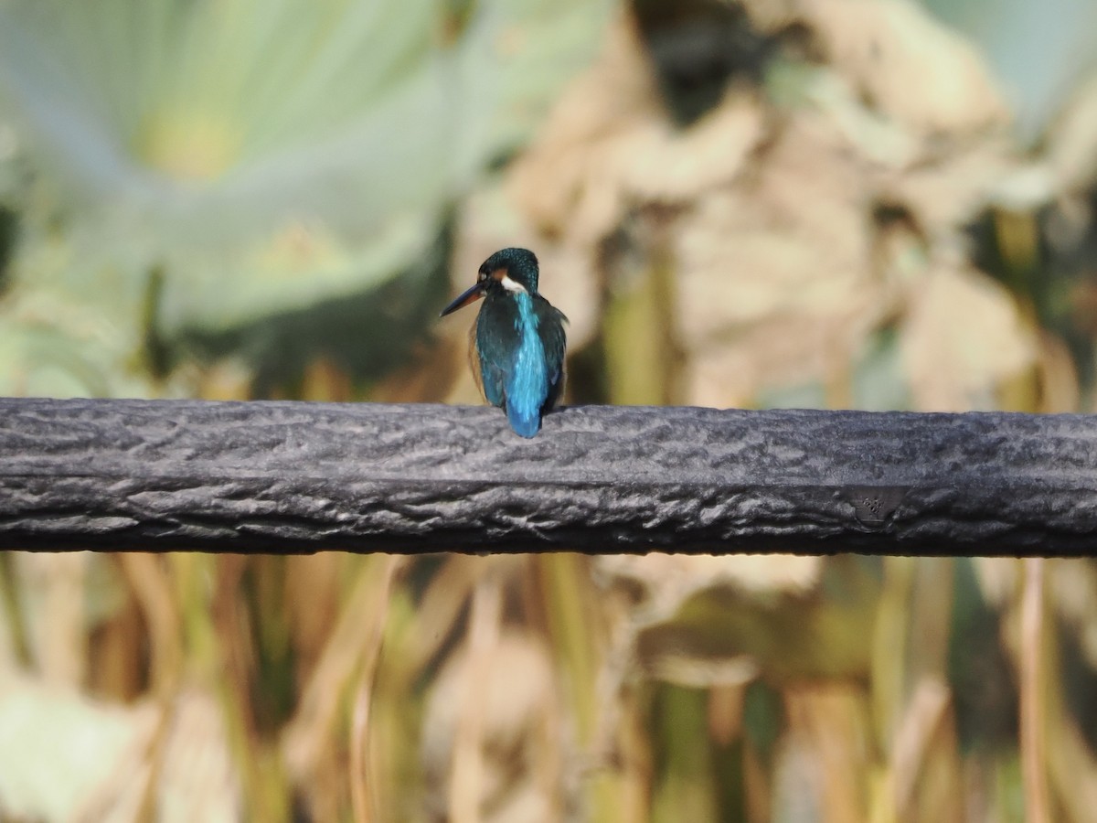 翠鳥 - ML645259509