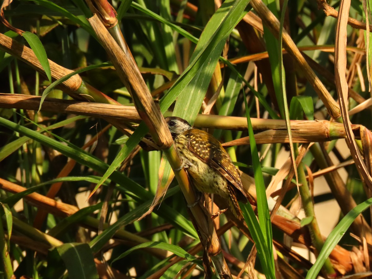 Cardinal Woodpecker - ML645259510
