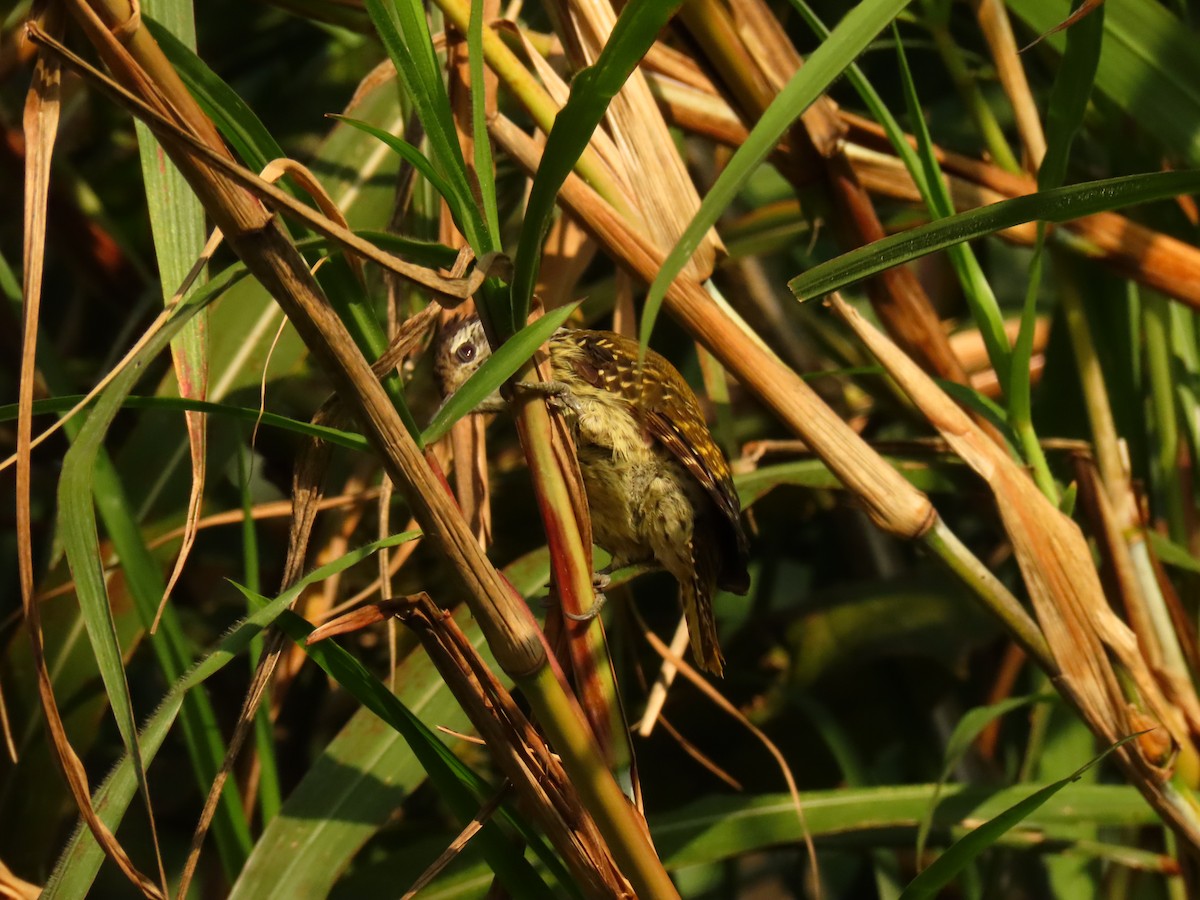 Cardinal Woodpecker - ML645259511