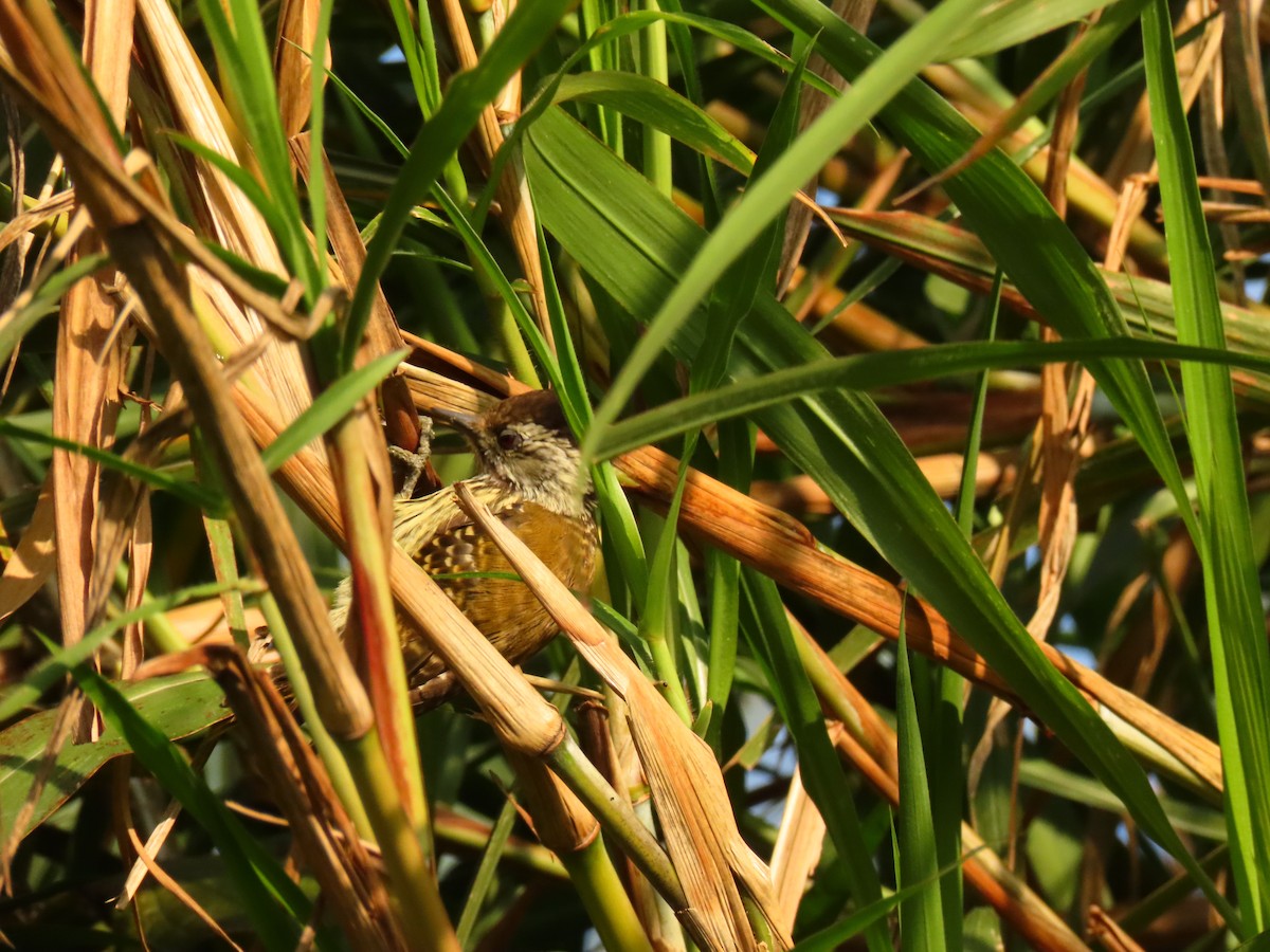 Cardinal Woodpecker - ML645259512