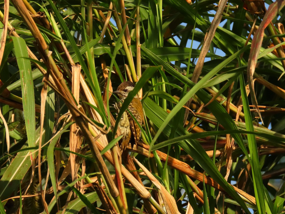 Cardinal Woodpecker - ML645259513