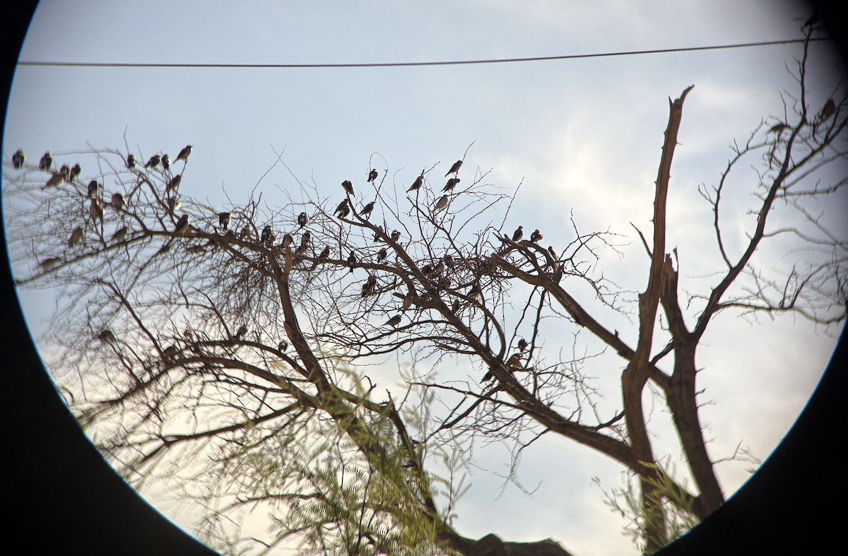 Wattled Starling - ML645259515