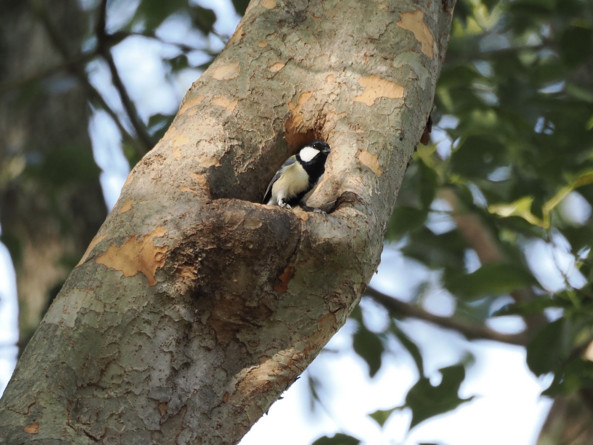 白頰山雀 - ML645259527