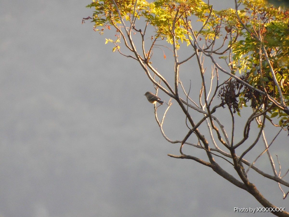 Taiga Flycatcher - ML645259534