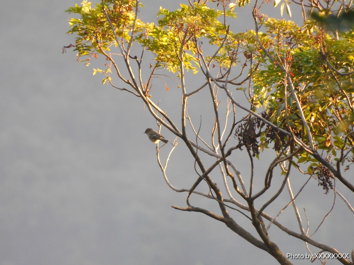 Taiga Flycatcher - ML645259536