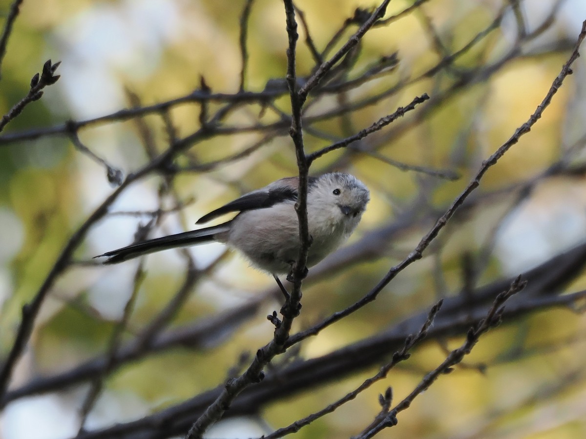 Long-tailed Tit - ML645259551