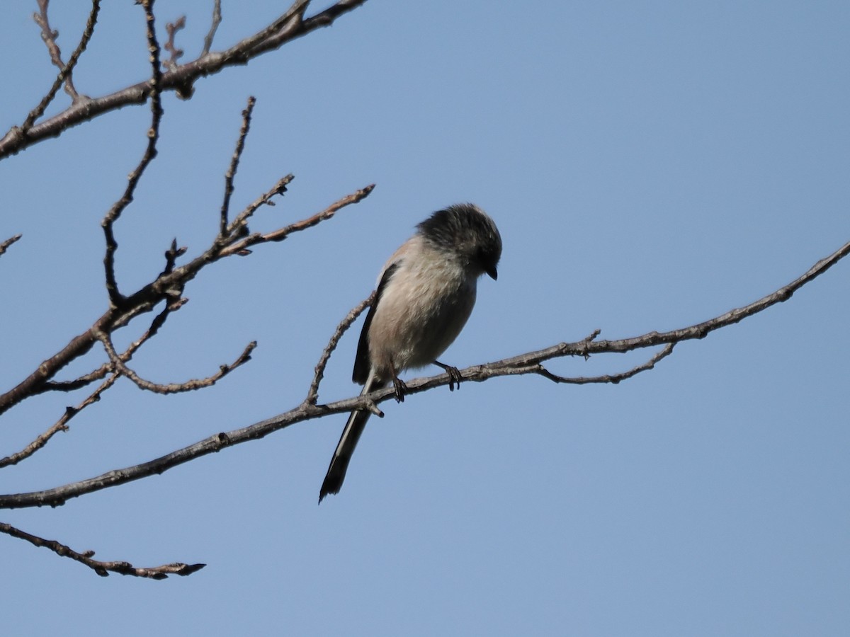 Long-tailed Tit - ML645259552