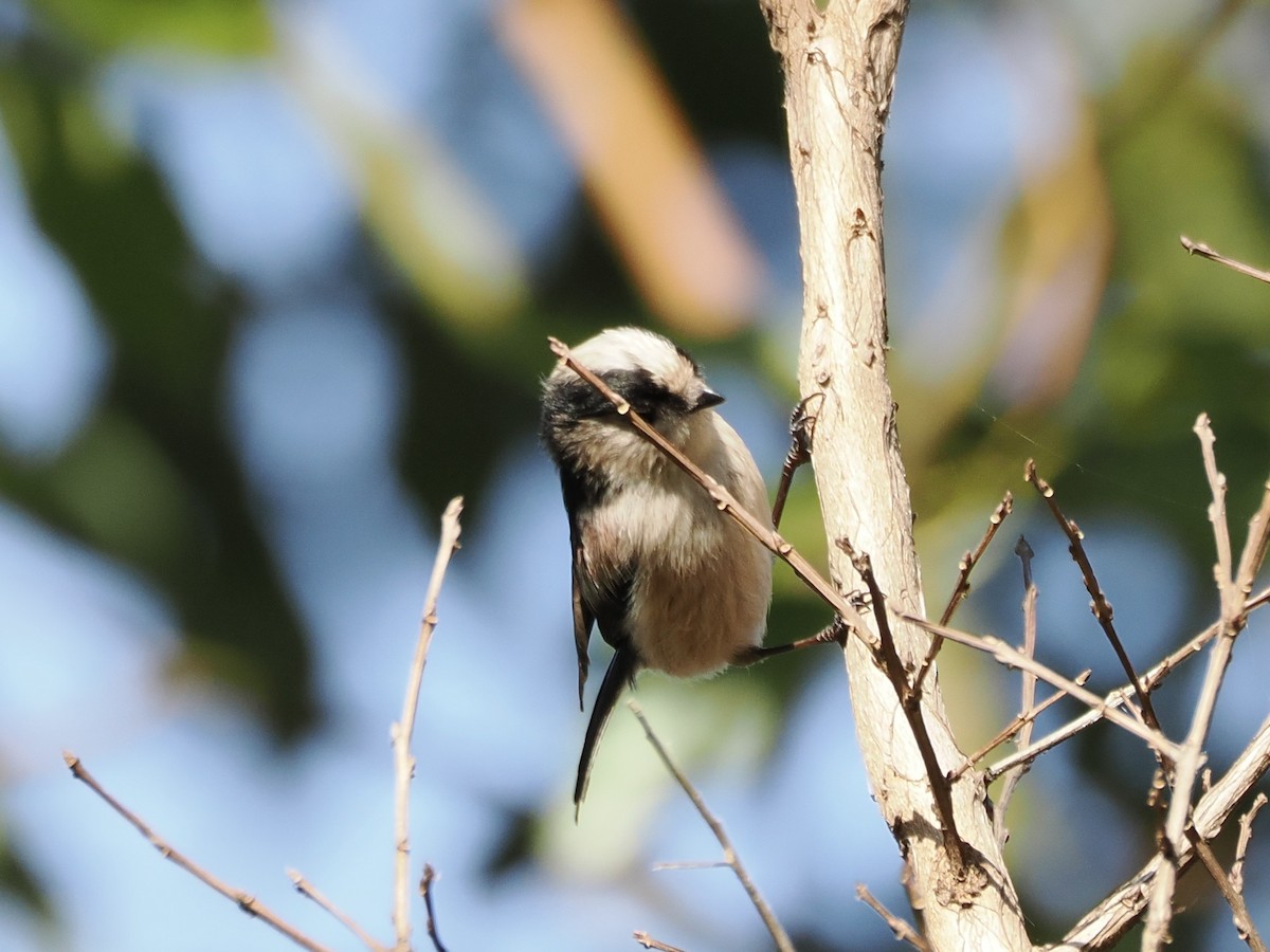 Long-tailed Tit - ML645259553
