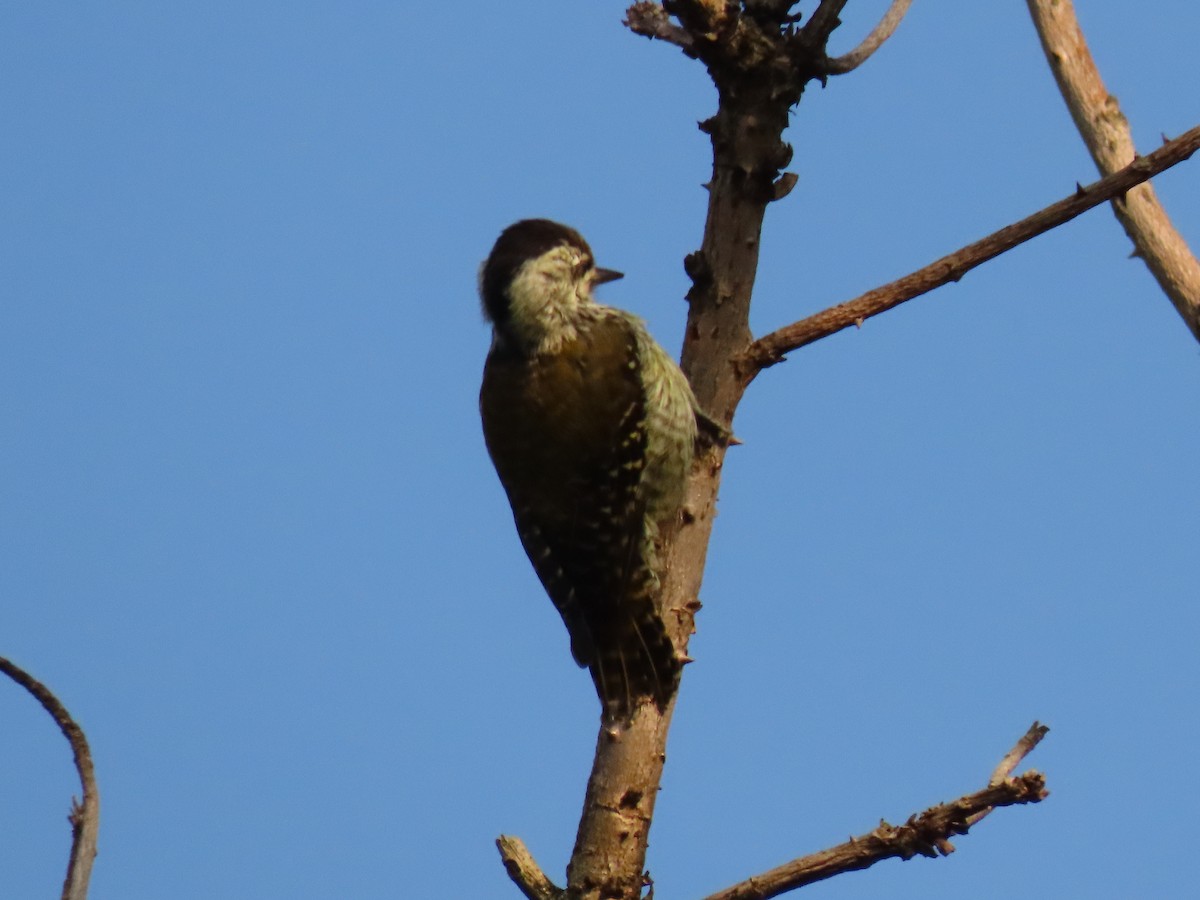 Cardinal Woodpecker - ML645259554