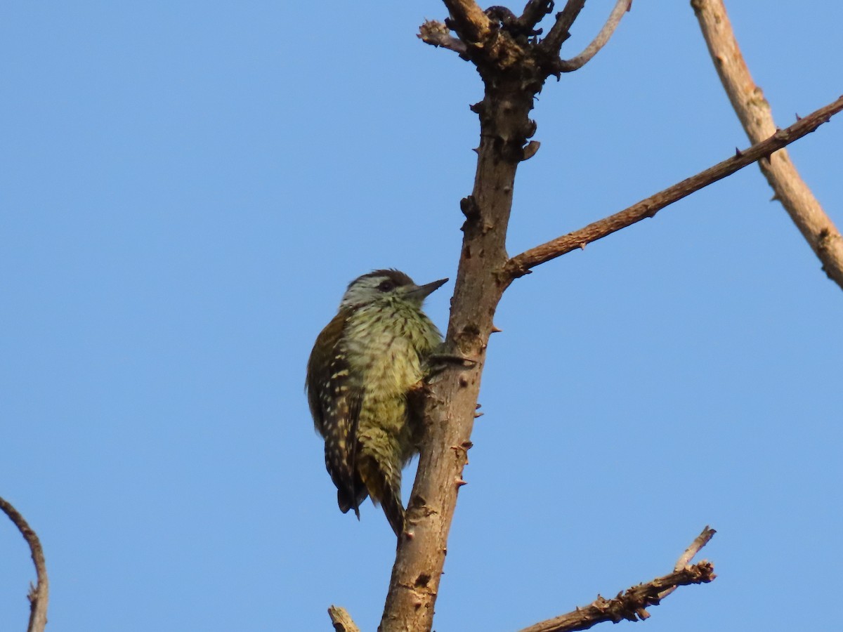 Cardinal Woodpecker - ML645259555