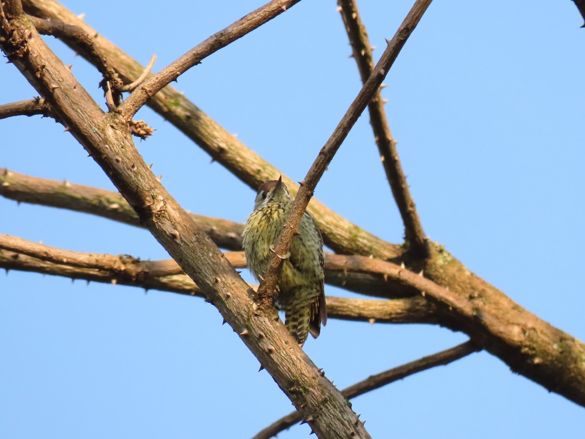 Cardinal Woodpecker - ML645259556