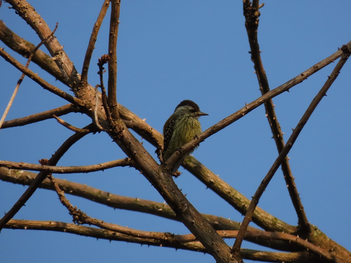 Cardinal Woodpecker - ML645259557