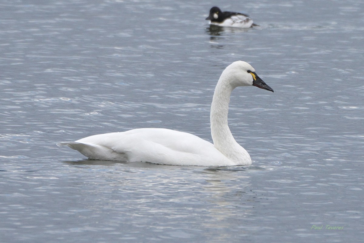 Tundra Swan - ML645259563