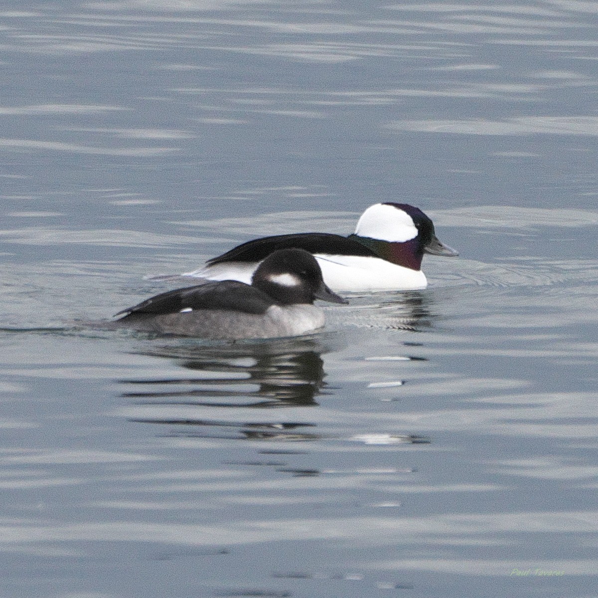Bufflehead - ML645259569