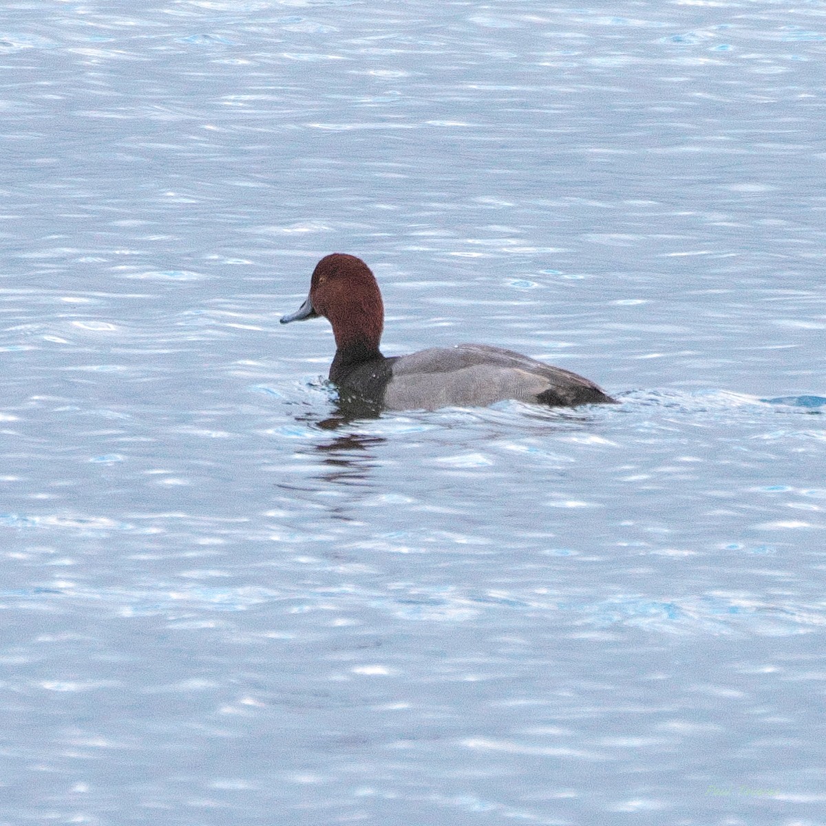 Redhead - ML645259573