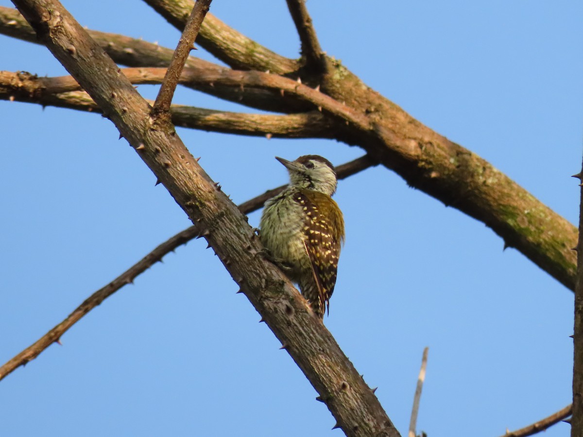 Cardinal Woodpecker - ML645259578