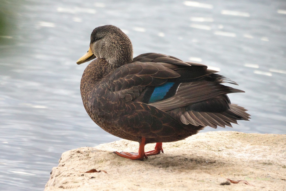 American Black Duck - ML645259580