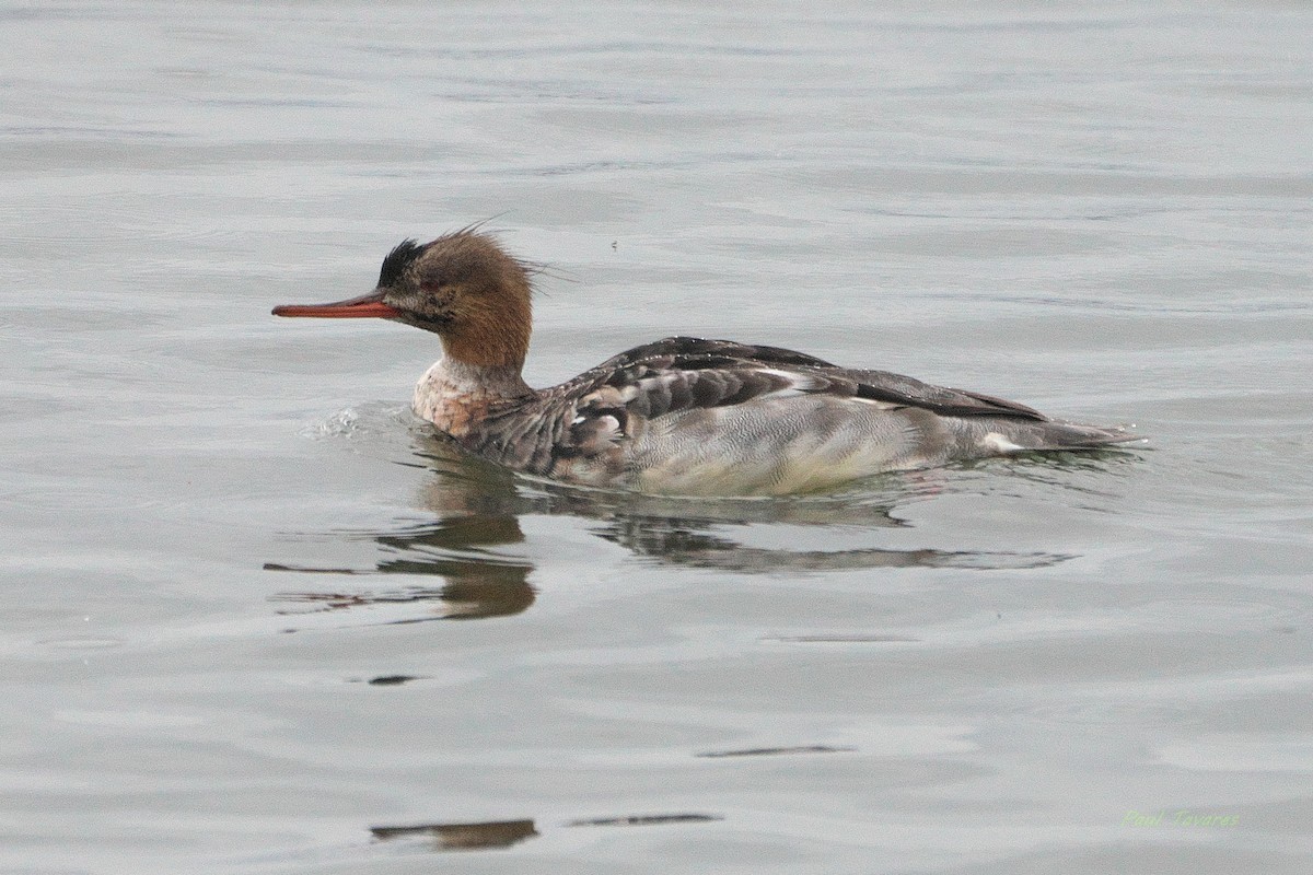 Serreta Mediana - ML645259596