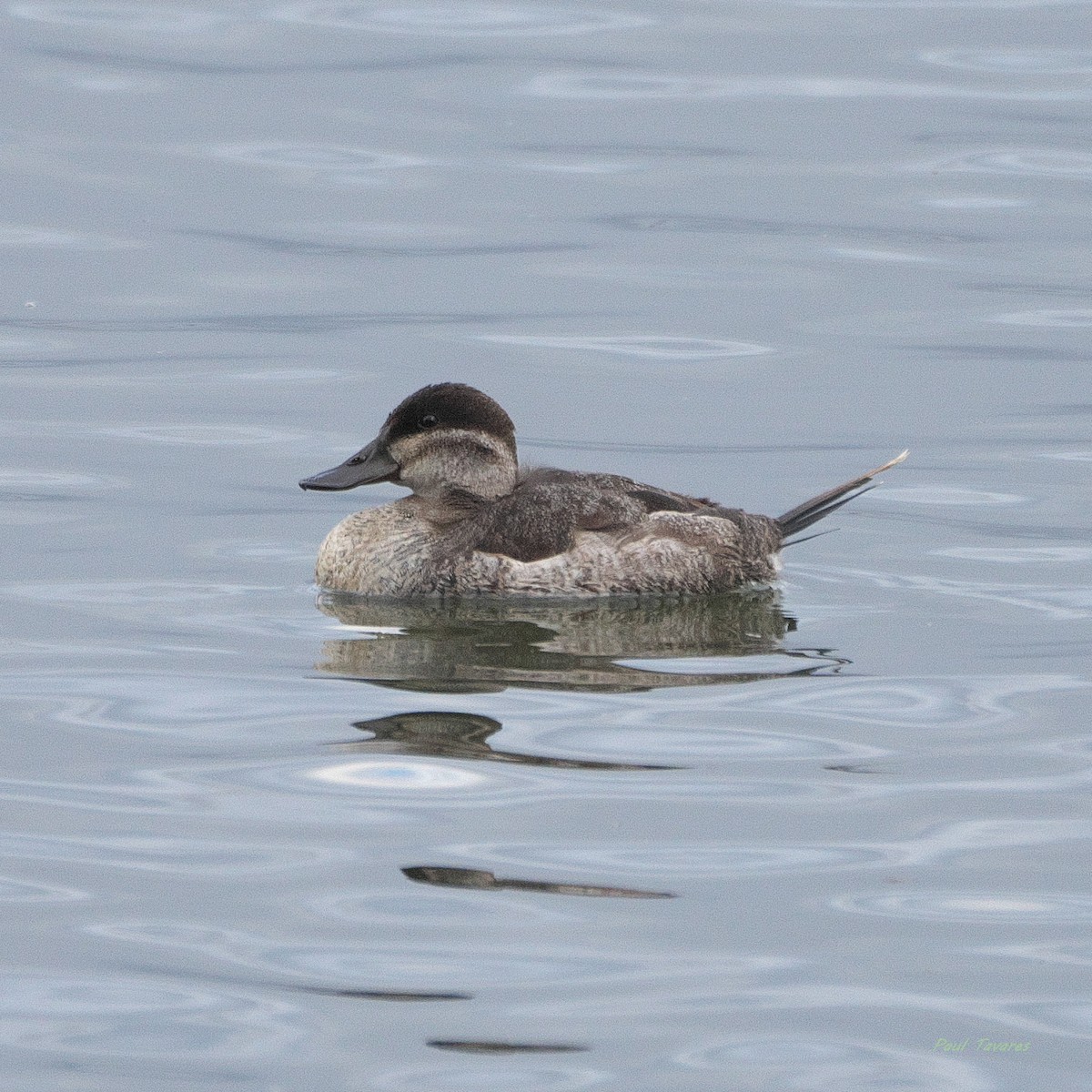 Ruddy Duck - ML645259599