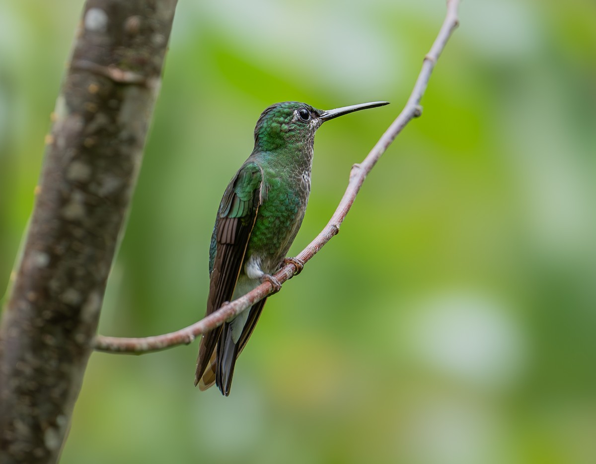 Pink-throated Brilliant - ML645259607