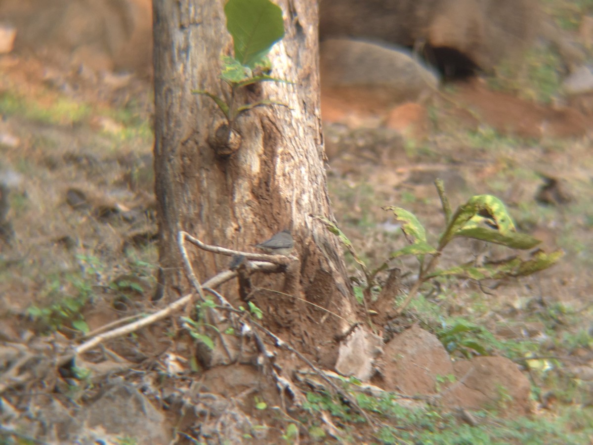 Sulphur-bellied Warbler - ML645259609