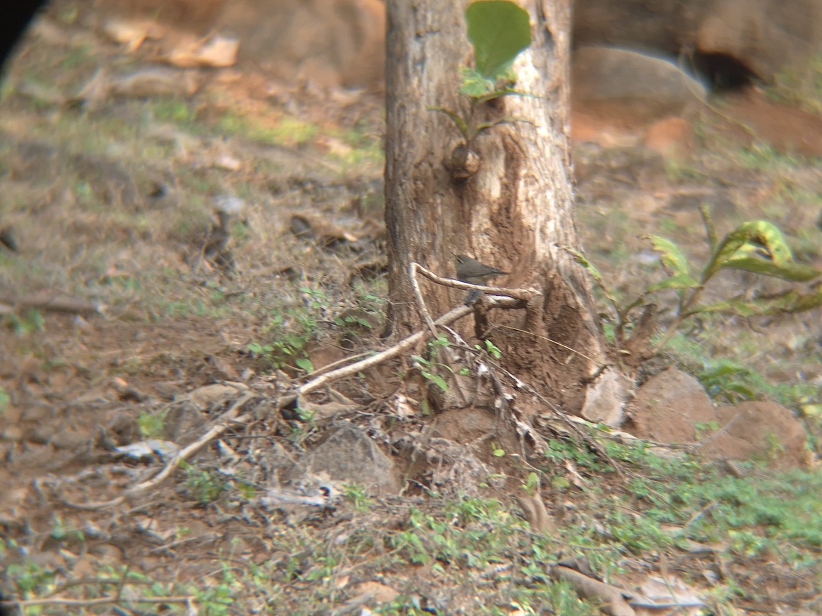Sulphur-bellied Warbler - ML645259610