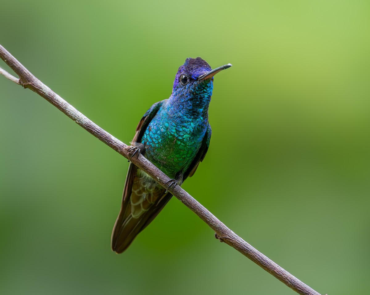 Golden-tailed Sapphire - ML645259621