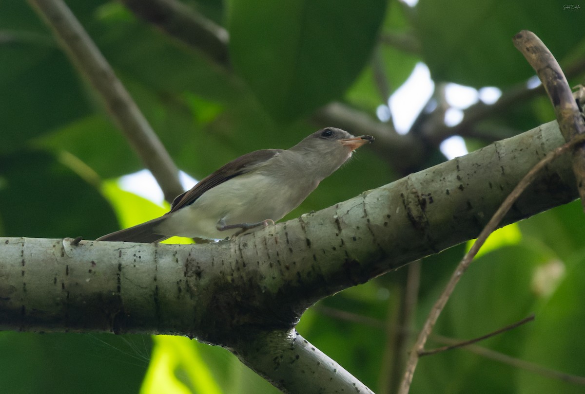 Mangrove Whistler - ML645259622