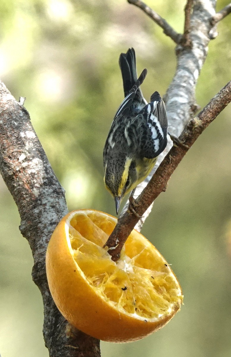 Fichtenwaldsänger - ML645259652