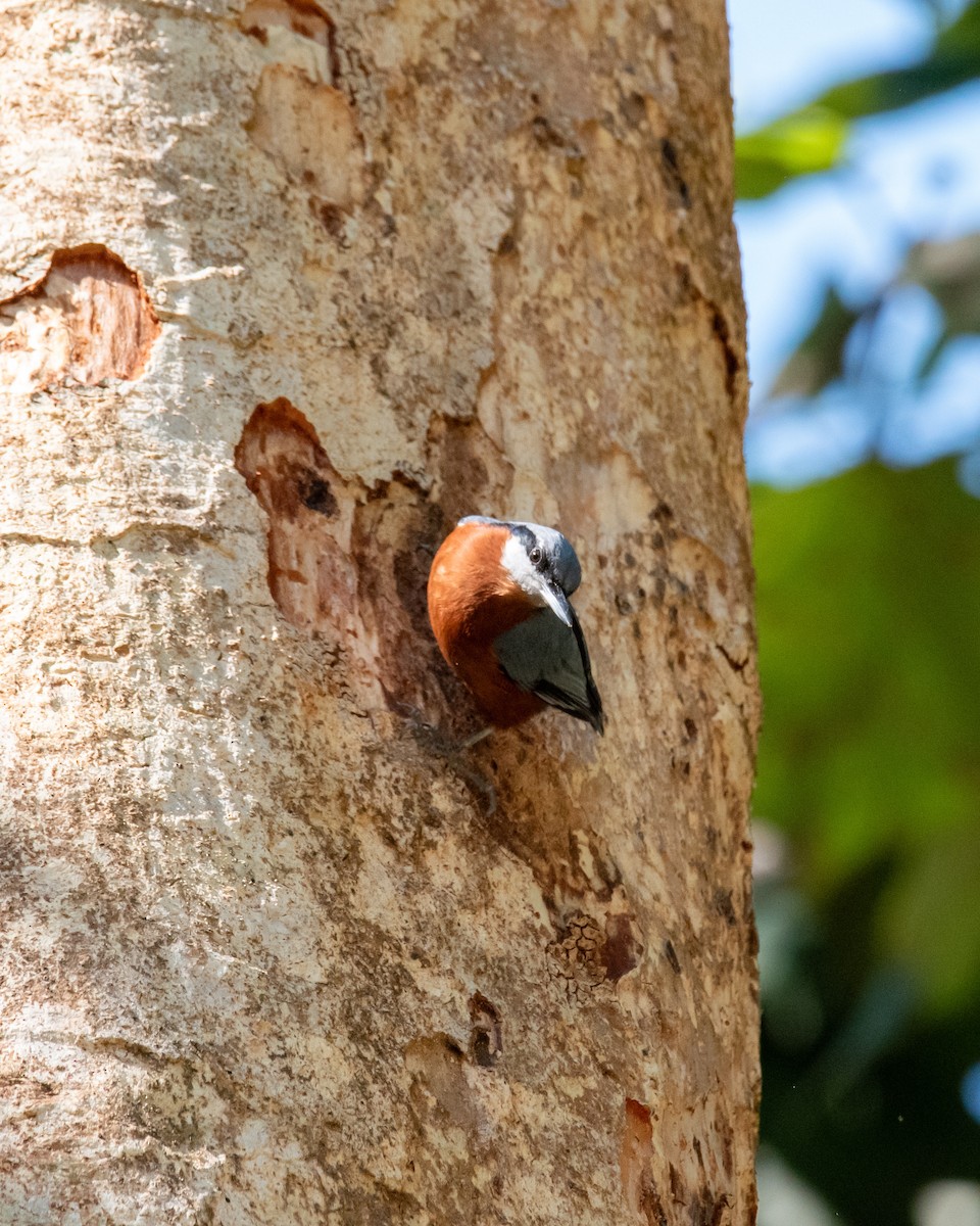 brhlík skořicový - ML645259695