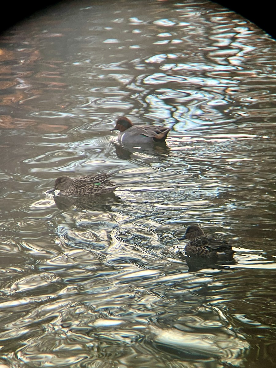 Green-winged Teal - ML645259701