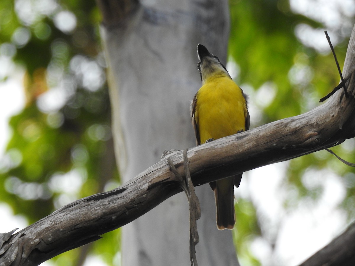 Пітанга-великодзьоб - ML645259716