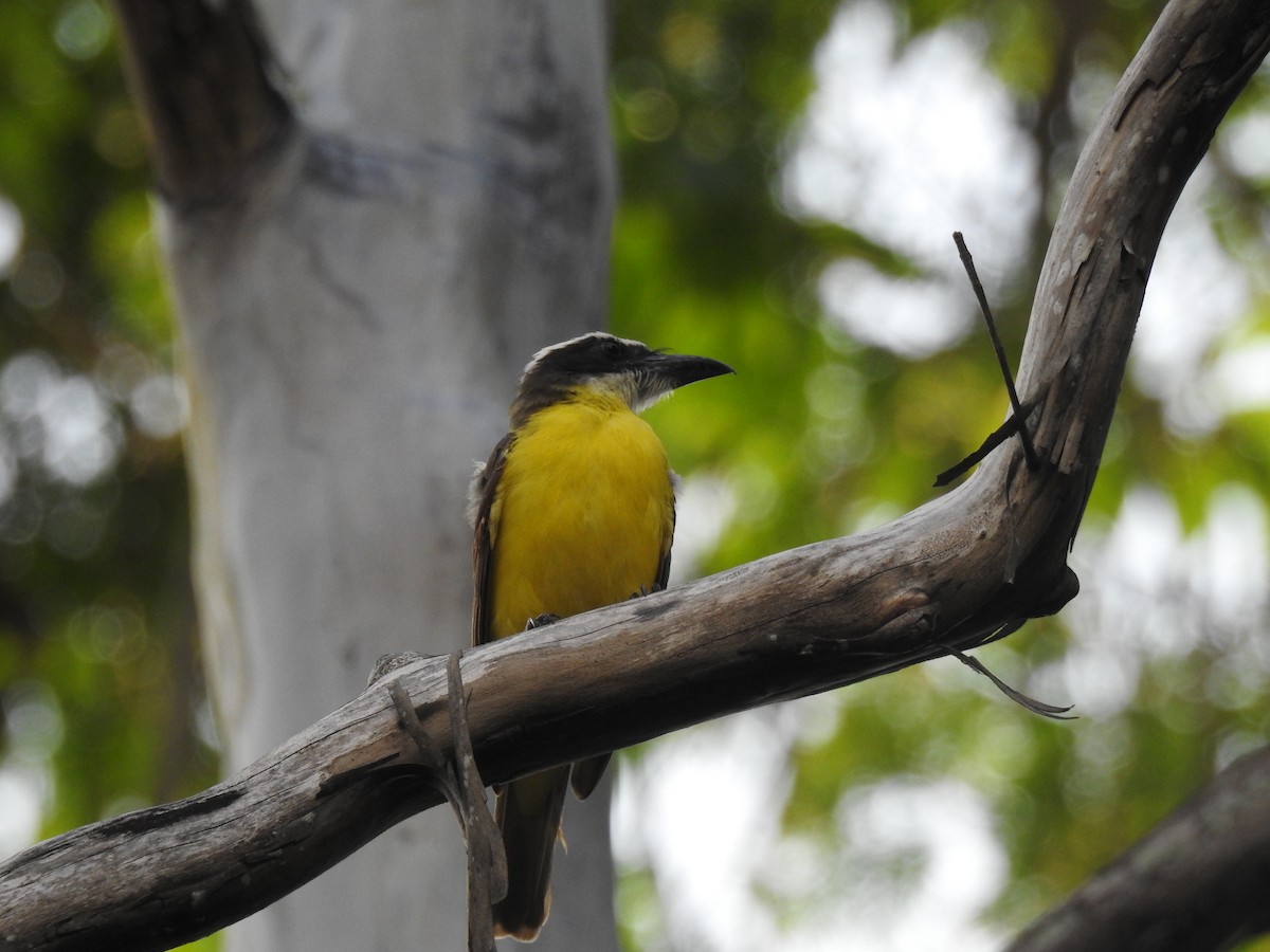 Пітанга-великодзьоб - ML645259720