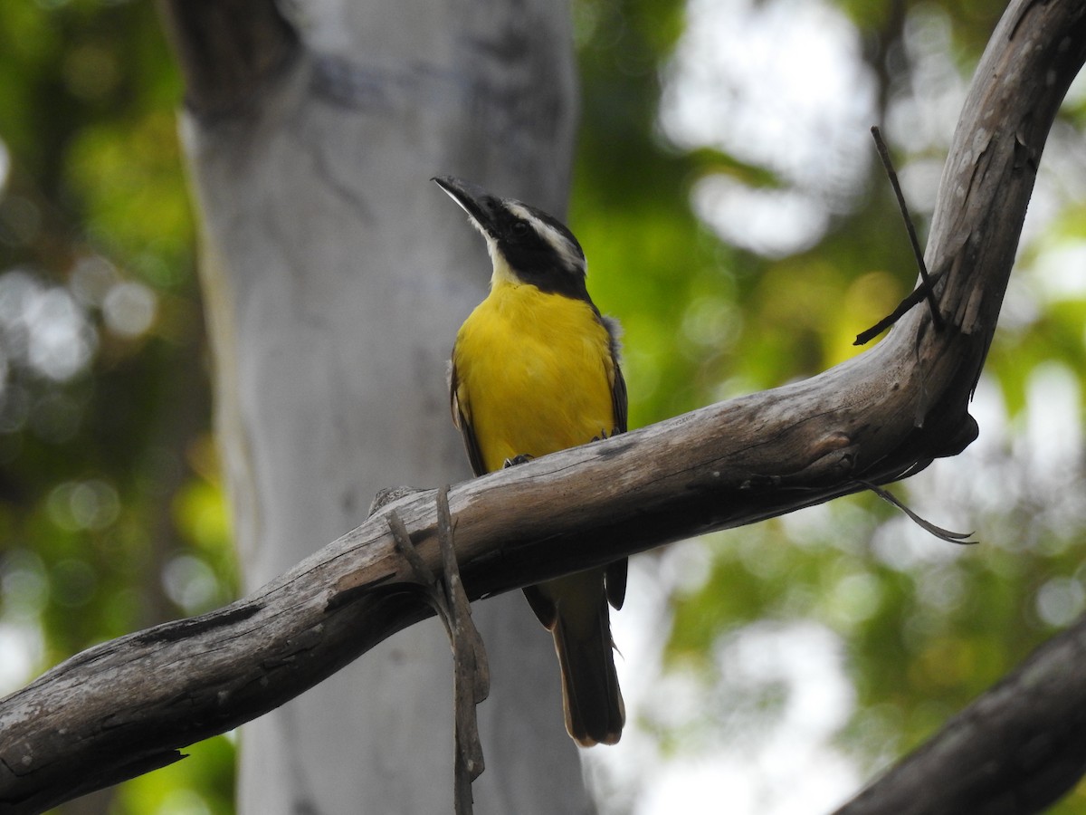 Пітанга-великодзьоб - ML645259722