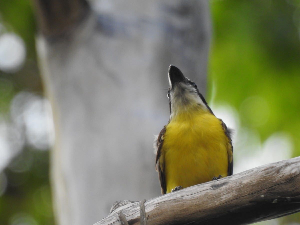 Пітанга-великодзьоб - ML645259723