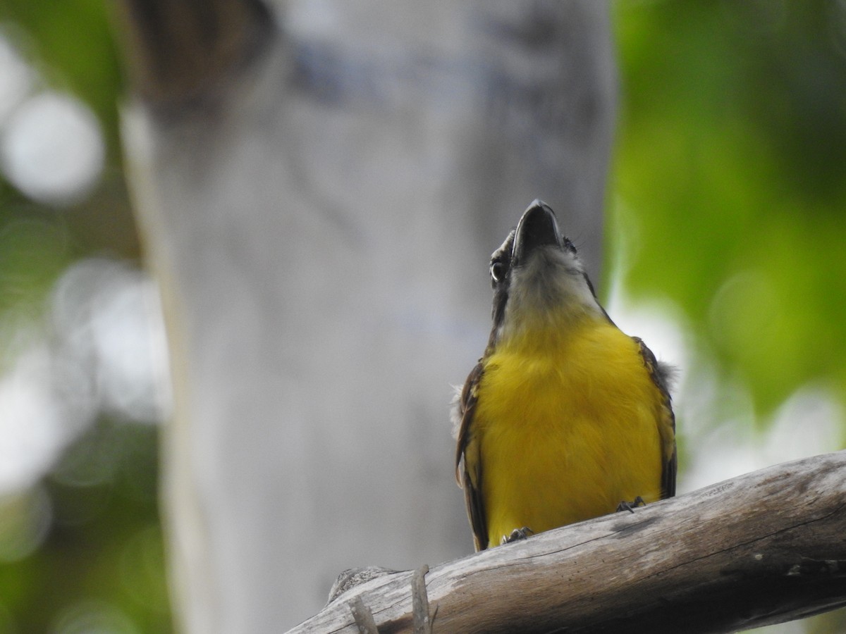 Пітанга-великодзьоб - ML645259724