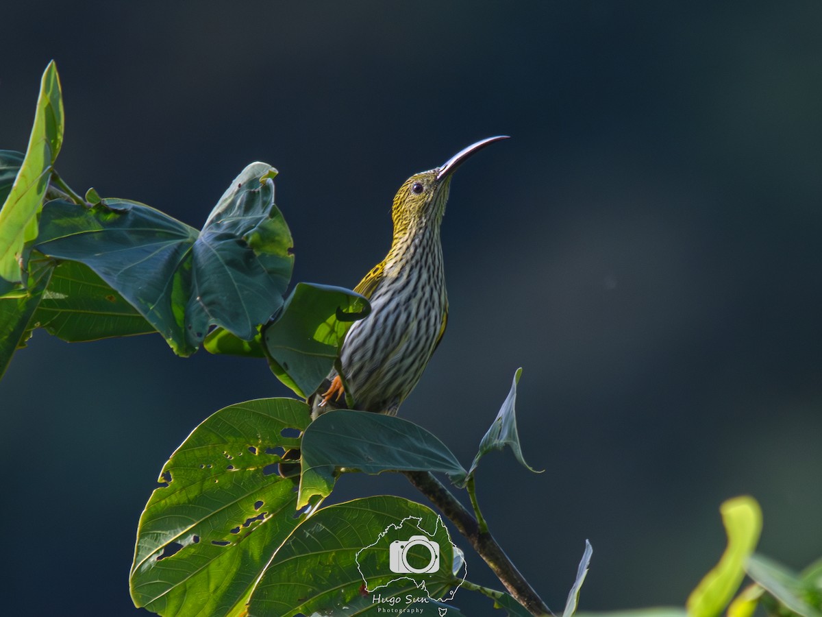 Streaked Spiderhunter - ML645259731