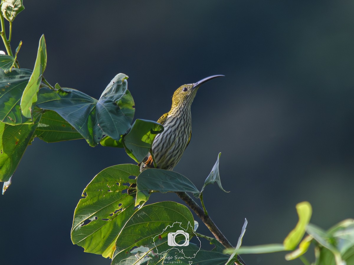 Streaked Spiderhunter - ML645259732