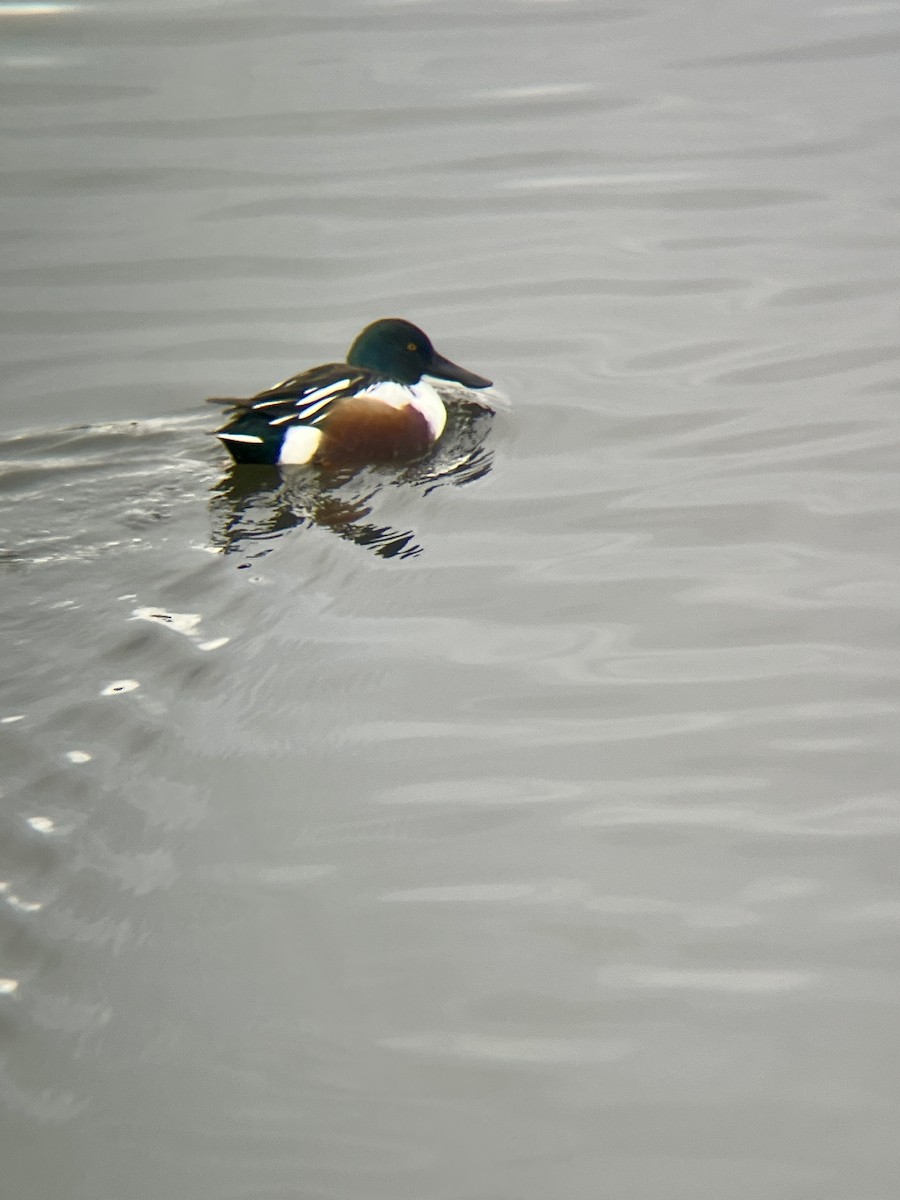 Northern Shoveler - ML645259734