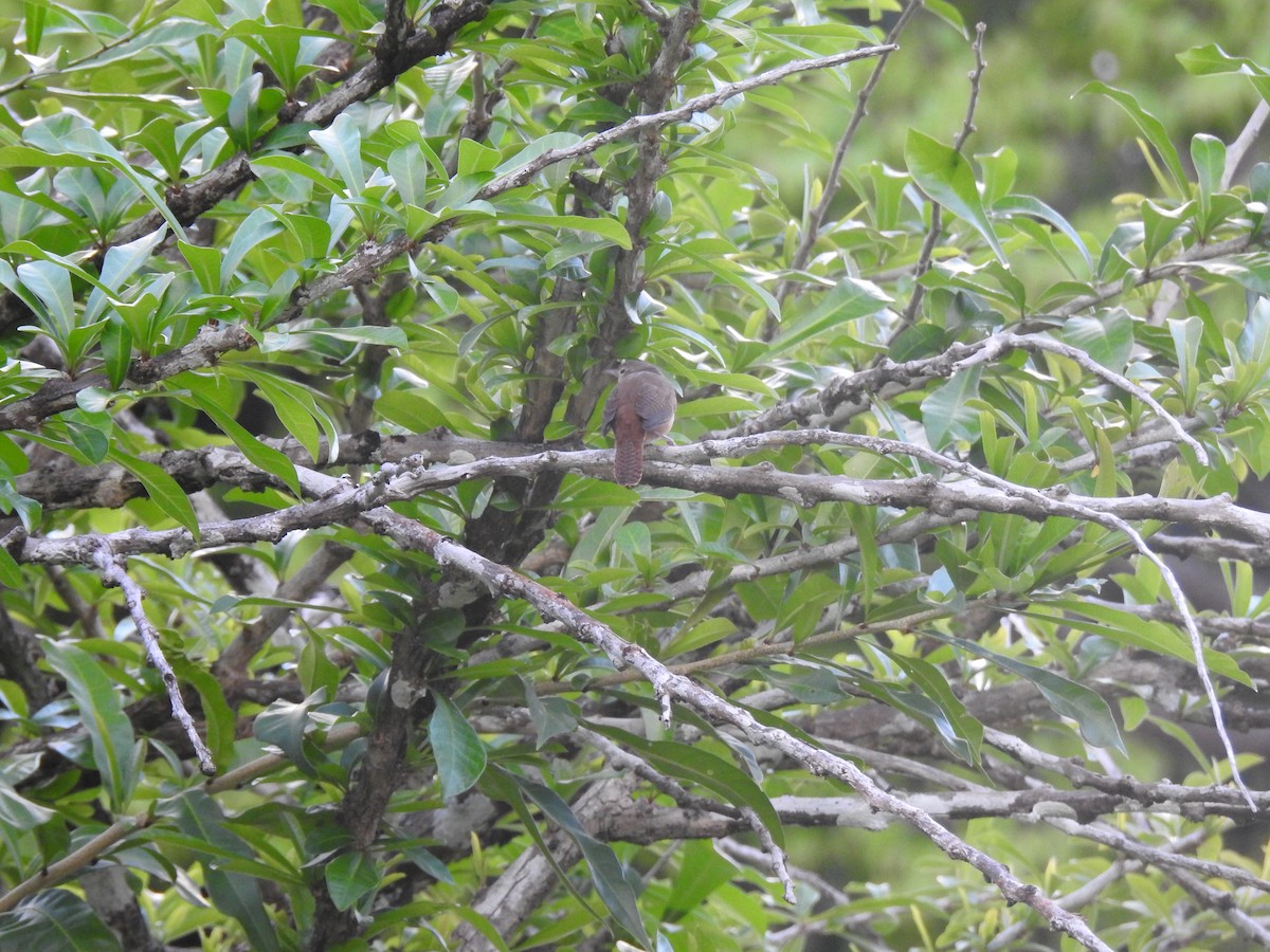 Southern House Wren - ML645259738