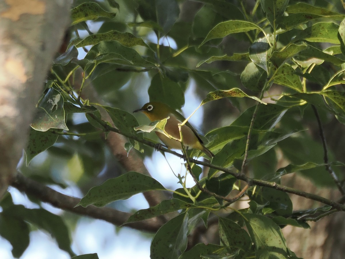 日菲繡眼 - ML645259739