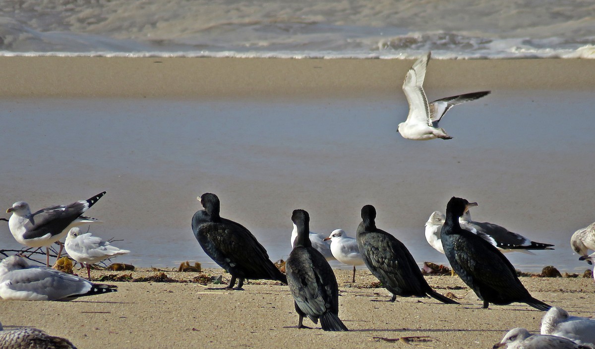 Lesser Black-backed Gull - ML645259751