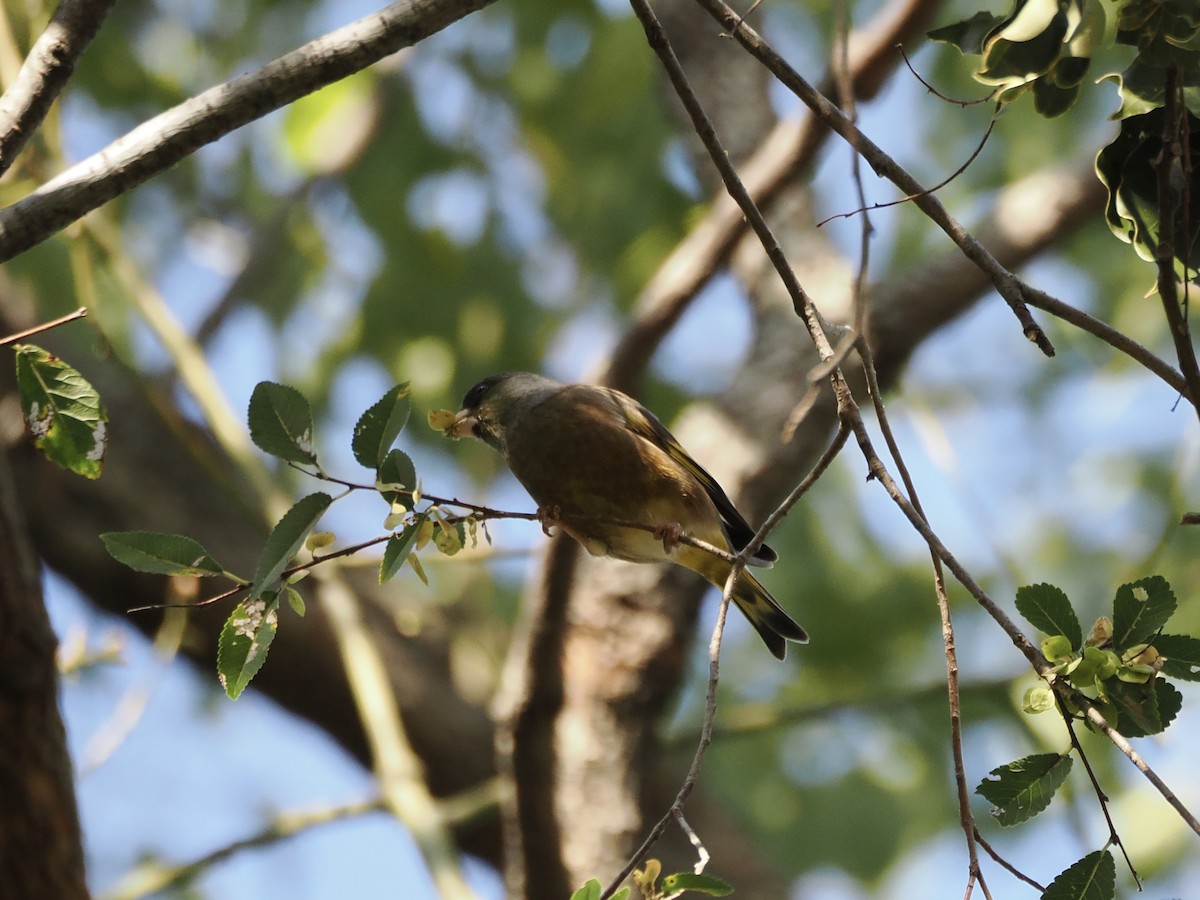 金翅雀 - ML645259753