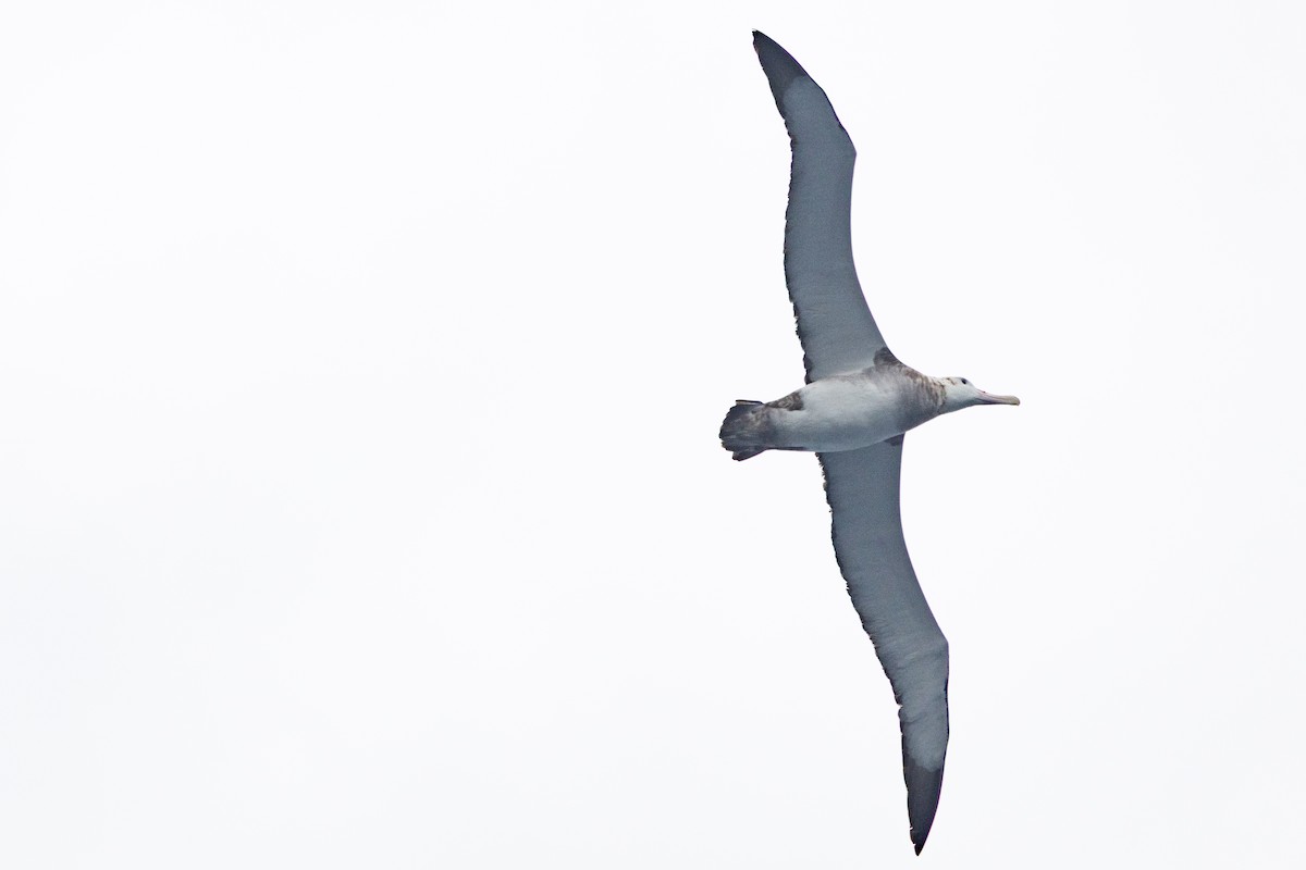 Antipodean Albatross (New Zealand) - ML645259754