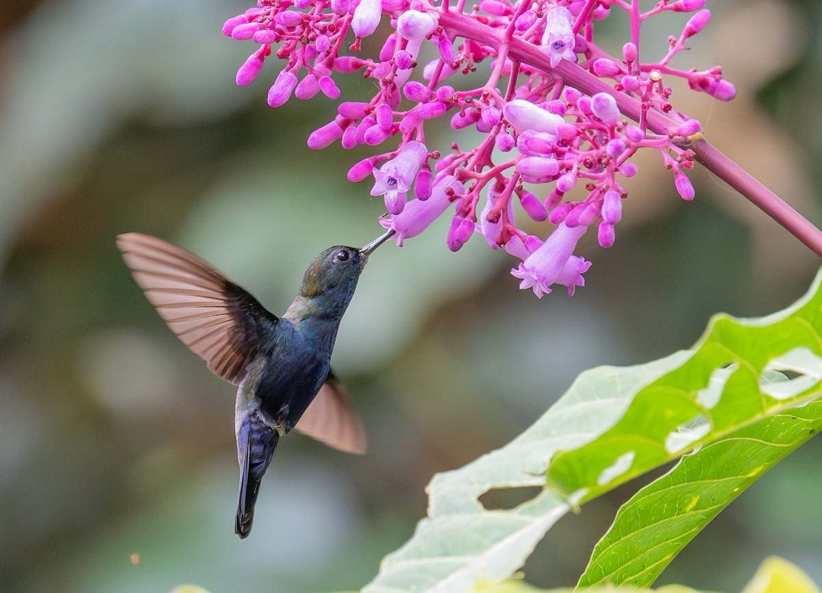 Blue-fronted Lancebill - ML645259756