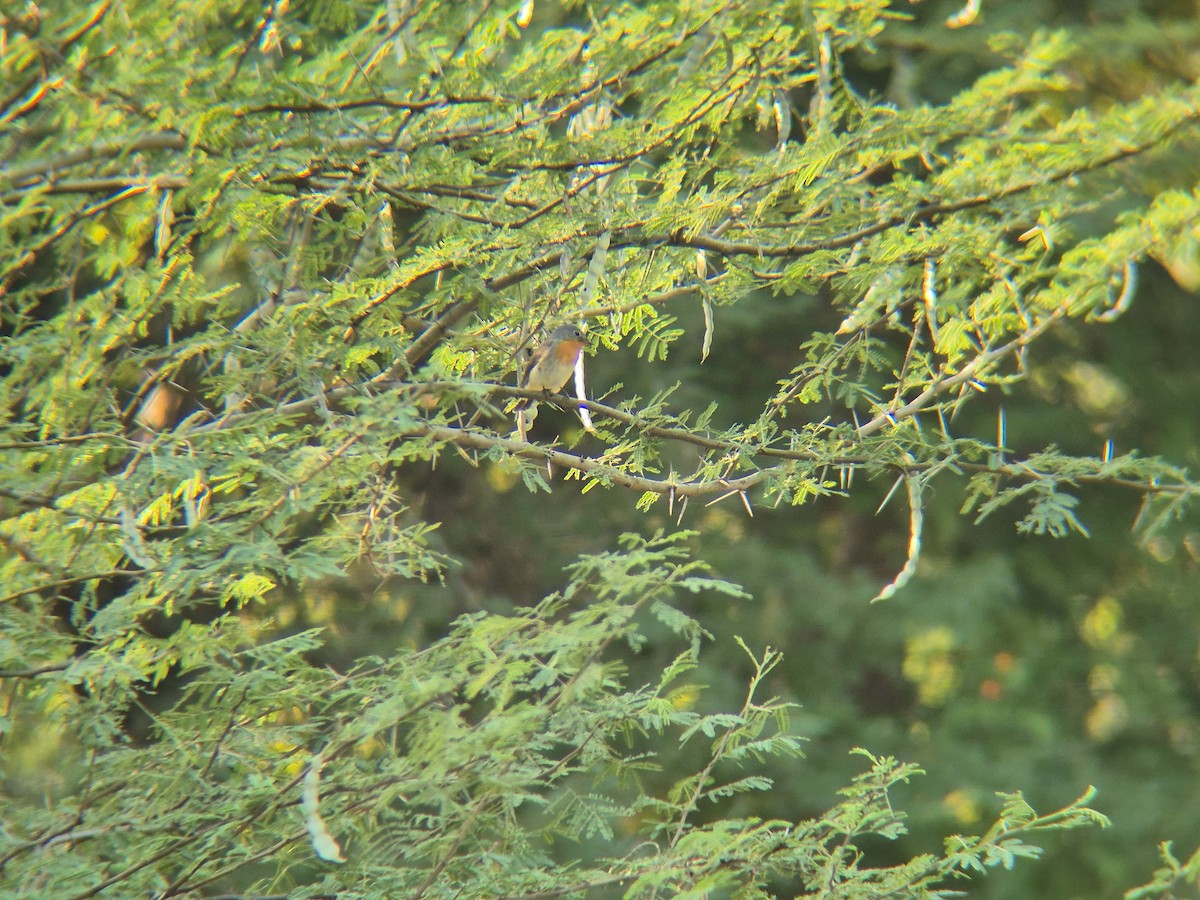 Red-breasted Flycatcher - ML645259761