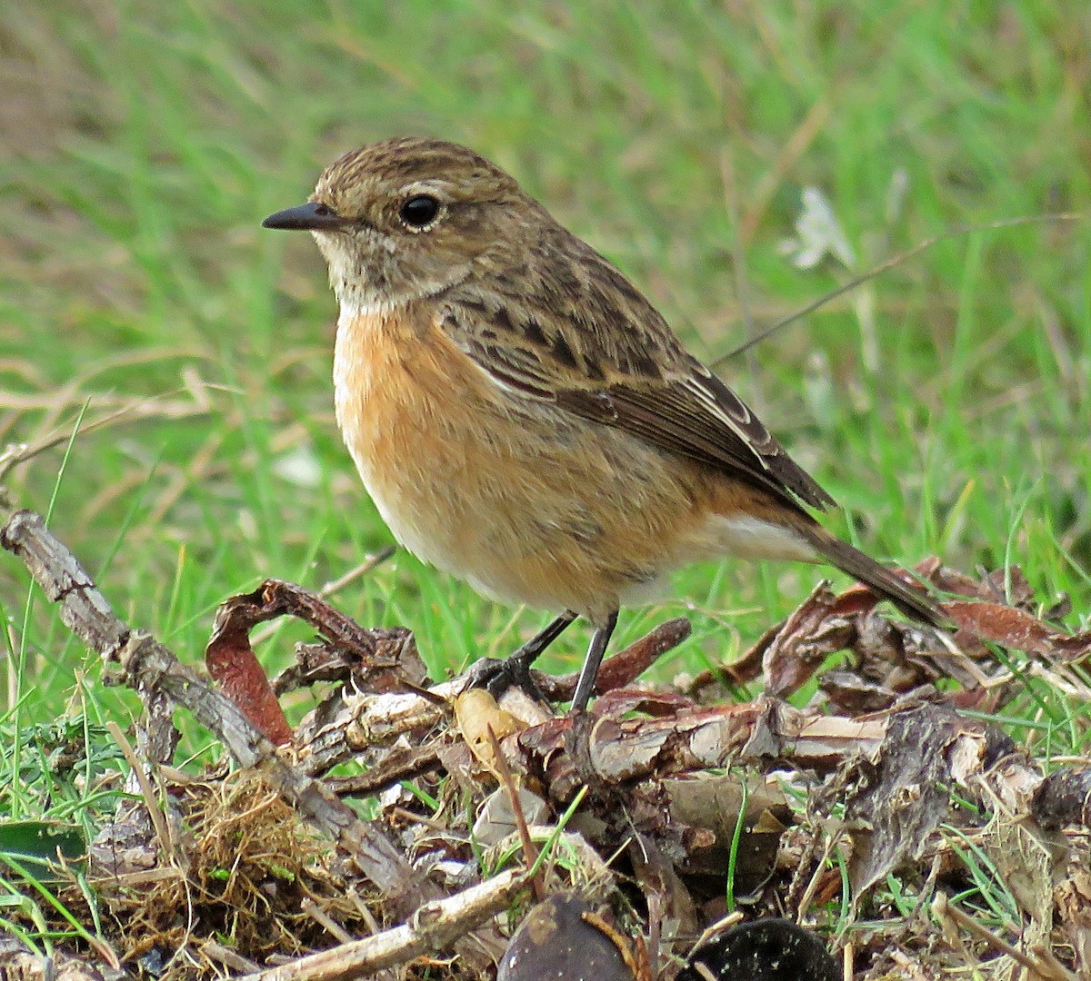 European Stonechat - ML645259774