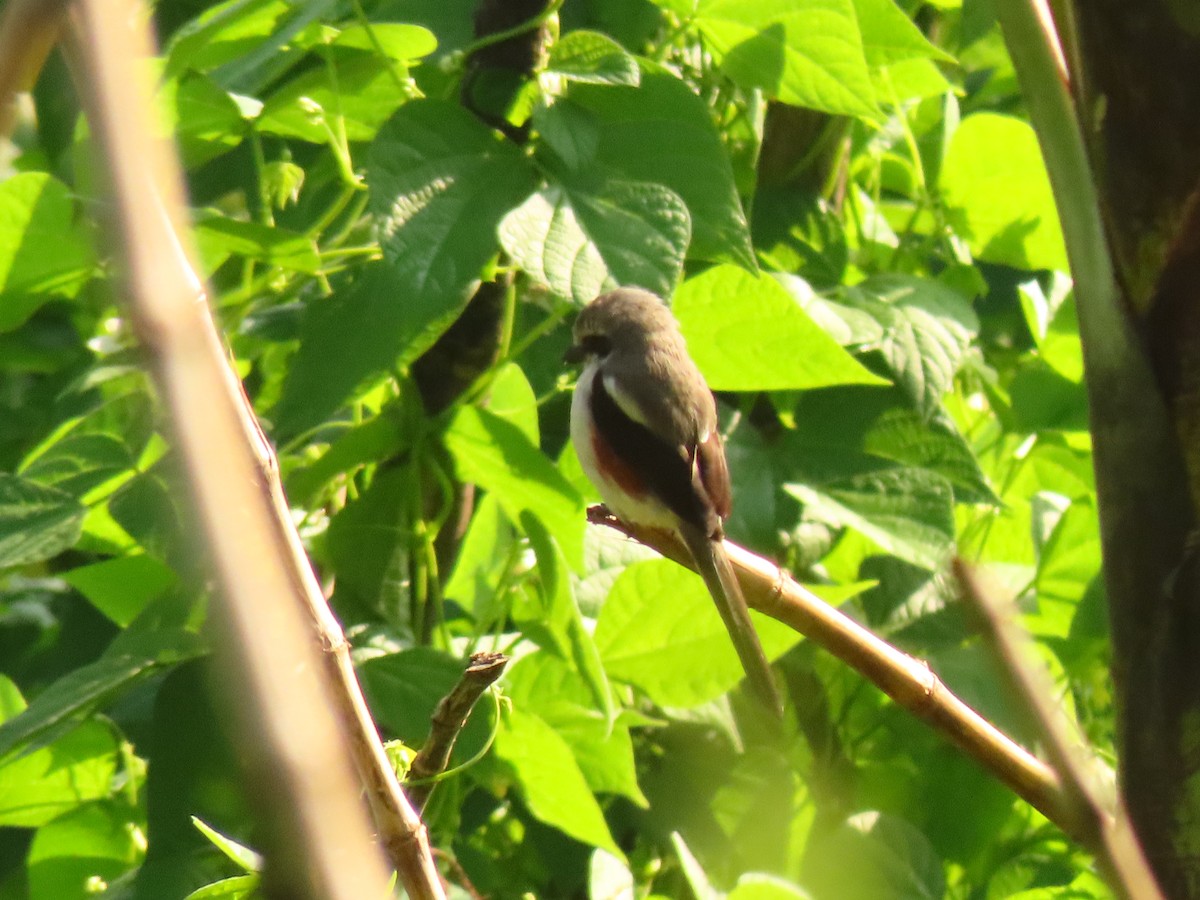 Alcaudón de Mackinnon - ML645259807