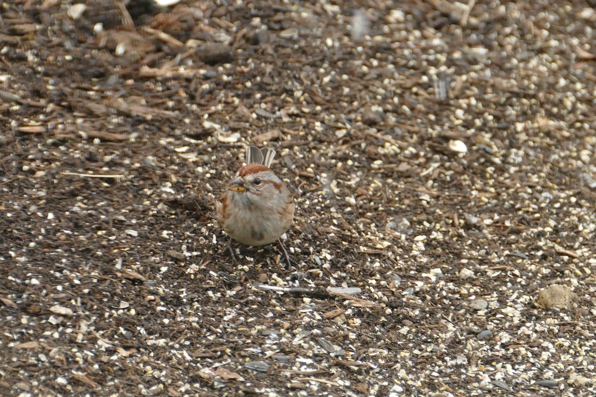 Пасовник північний - ML645259813